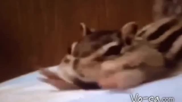 Gib dem chipmunk sein koks