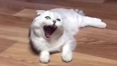 cute and adorable cat #146 lazy cat - cute cat #shorts