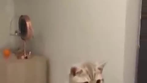 Funniest cats and dogs 🐱🐕 funniest video #9