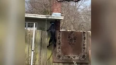 How long can you go without laughing? Funny animal videos