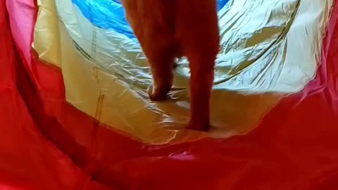 Orange cat walks through tunnel