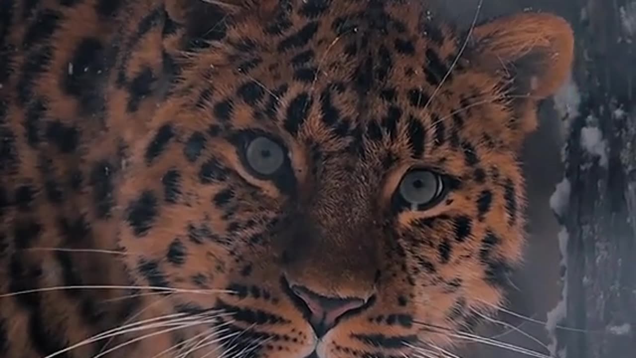 অপরুপ সুন্দর একটি বাঘের তাকানোর ভঙ্গিমা
