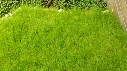 How to grow Korean grass Best type of Korean grass Korean grass Care Garden