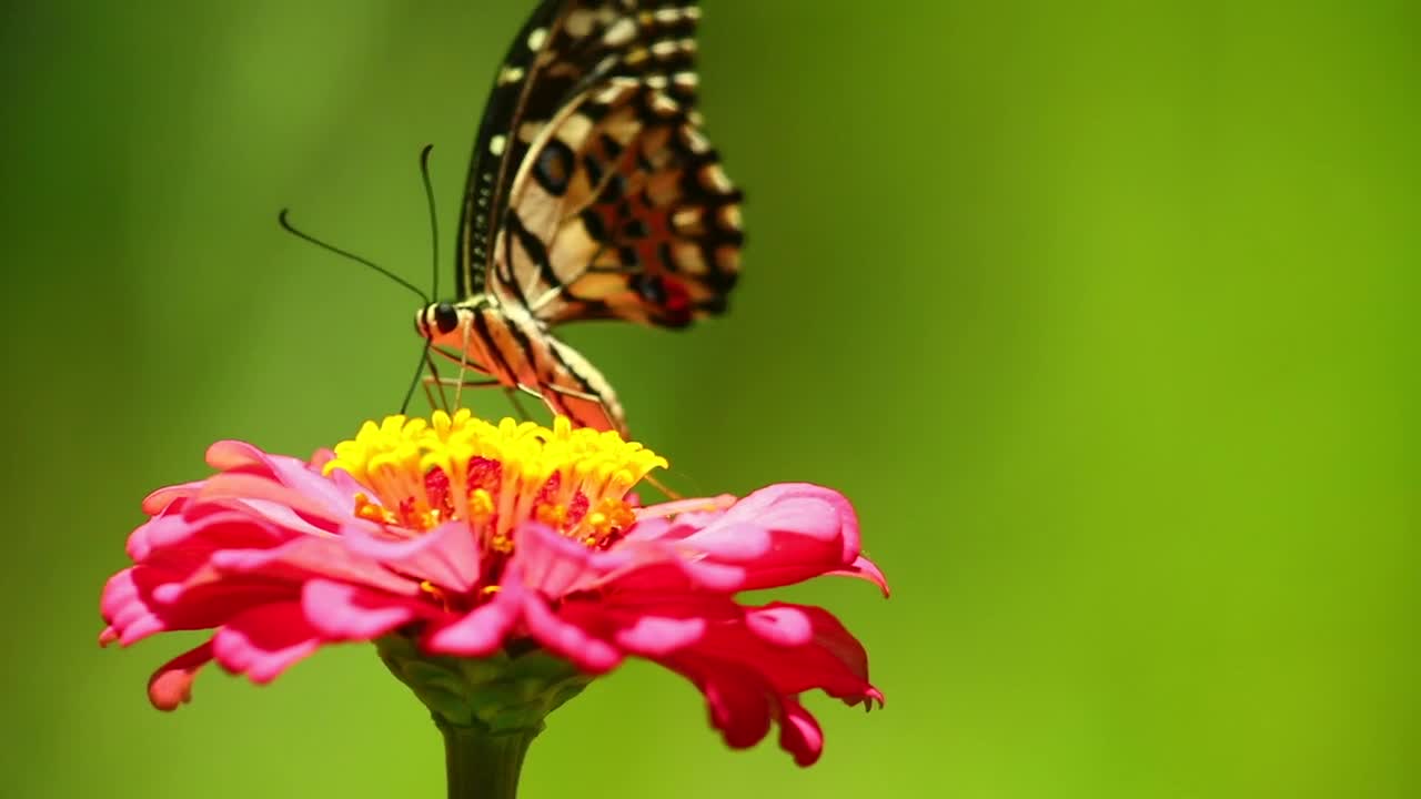 beautiful butterfly00
