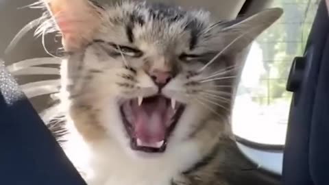 FUNNY CAT VIDEOS #SHORTS #CATS