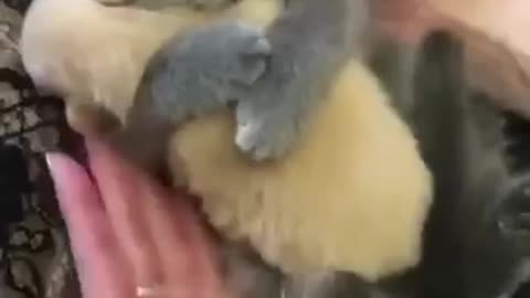 Adorable Kitten love