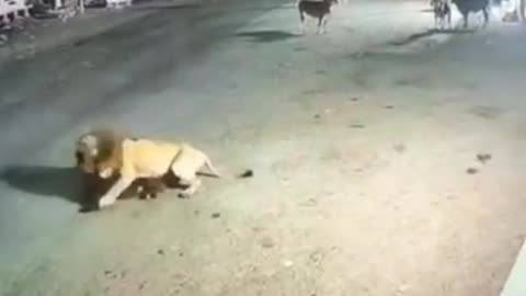 lion attacked cow.