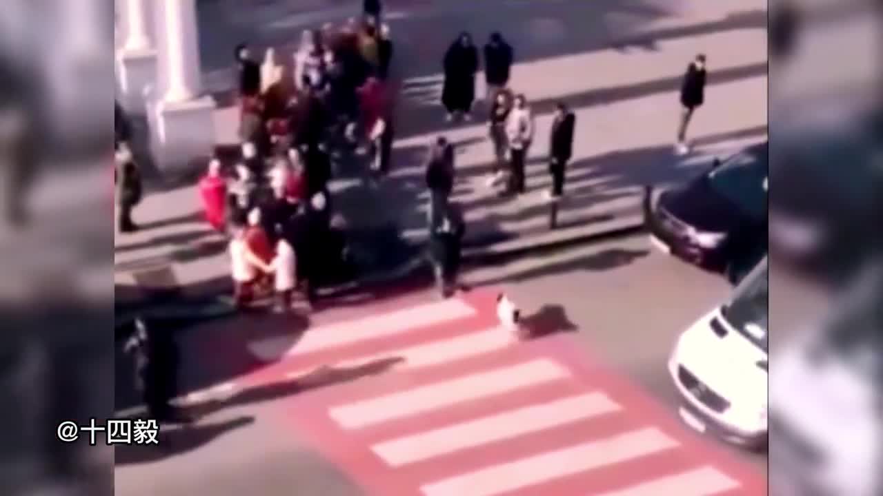Who doesn't like such a human dog