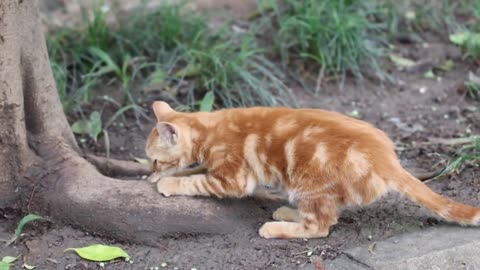 Tiger Spot, who survived the disaster, recovered as before and became closer to me