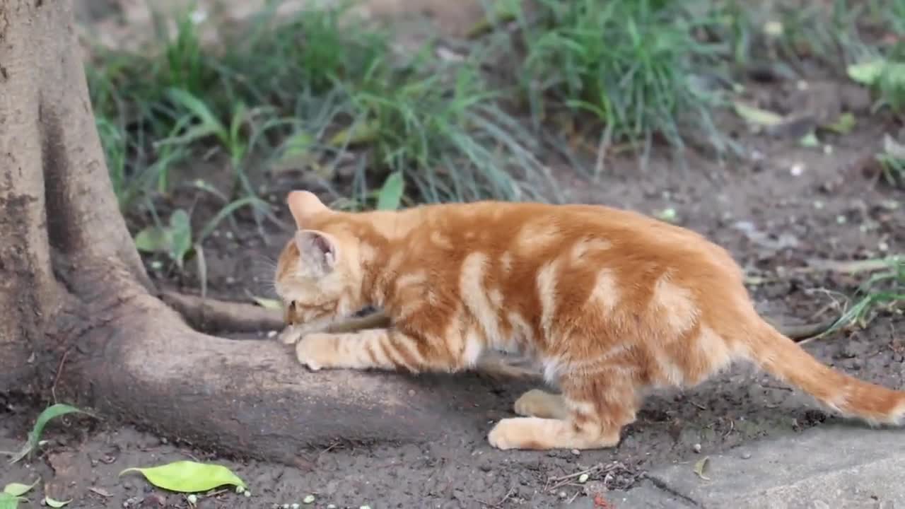 Tiger Spot, who survived the disaster, recovered as before and became closer to me