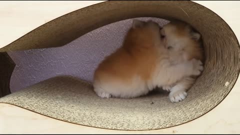 Best Funny Animal Videos Of The 2023 🤣 - Funniest Cats And Dogs Videos 😺😍