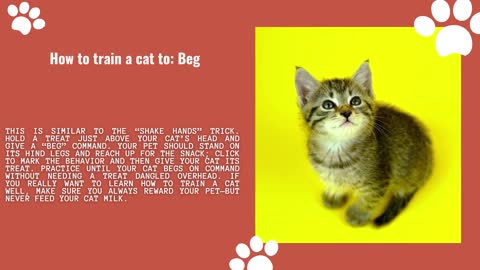 cats can't be trained to do the array of tasks dogs are bred for, basic training