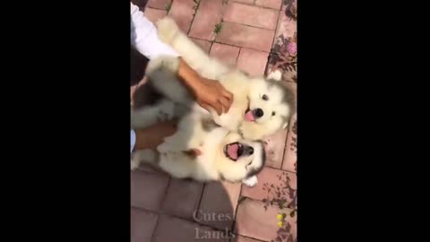 Funny animal -4