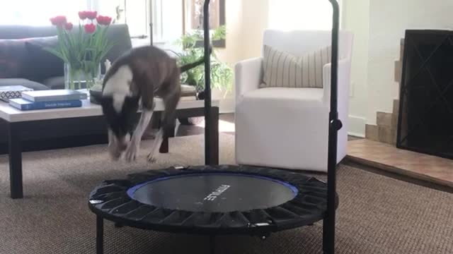 Jamie the Dog Loves Bouncing on Mini Trampoline