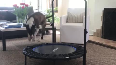 Jamie the Dog Loves Bouncing on Mini Trampoline