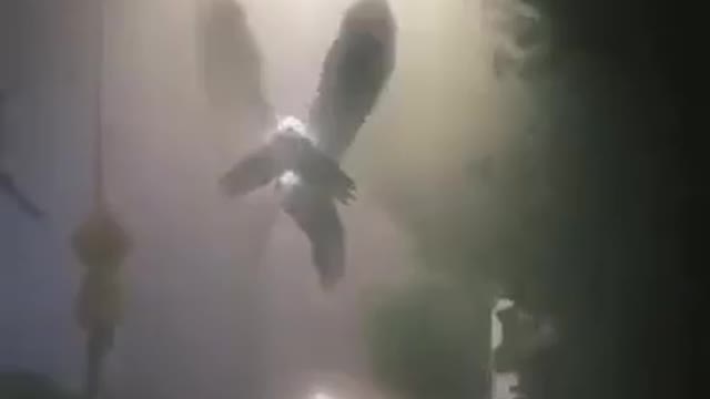 SEE WHAT A STRANGE CREATURE THIS FUCKING WILL BE WATCH THE VIDEO AND SHARE