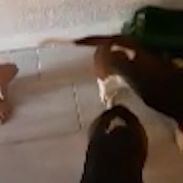 Voters Describe Election Day Nightmares