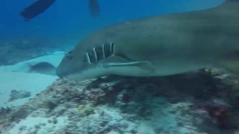 shark scratching an octopus 🐙