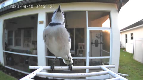 New Blue Jay Sound?