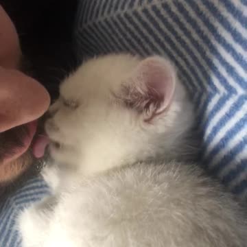 Cat kitten video