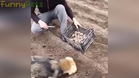 Funny moments with animals