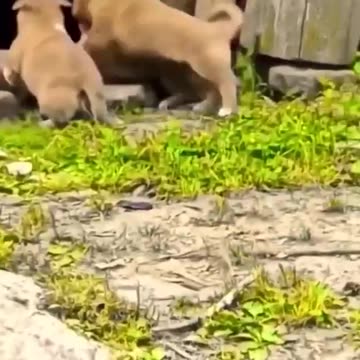 Funny dogs 🐕 shame for boy🤣🤣🤣🤣