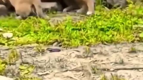 Funny dogs 🐕 shame for boy🤣🤣🤣🤣
