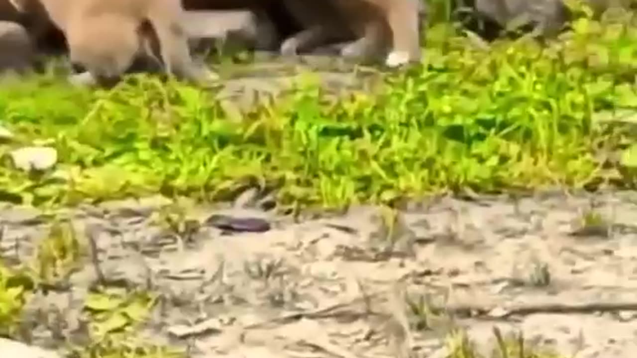 Funny dogs 🐕 shame for boy🤣🤣🤣🤣