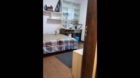 2023 best cats and dogs funniest video