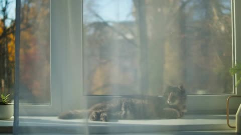 Cat lying on windowsill close-up. Grey kitten resting near window