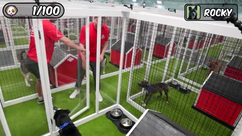 I Rescued 100 Abandoned Dogs!