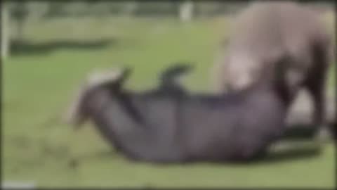 WOOW ANIMAL