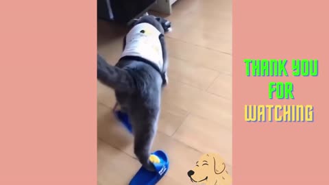 funny cat and dog videos, dog and cat, dog and cat mix,animal best of video, cute animal videos