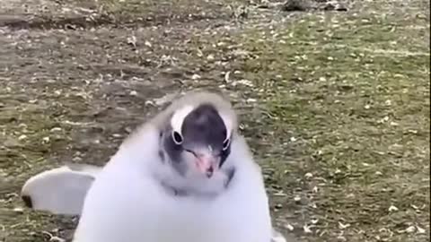 The penguin says hello again