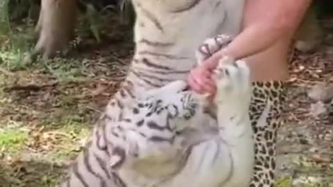 Variété d'animaux mignons