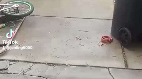 300 ninja and e bike