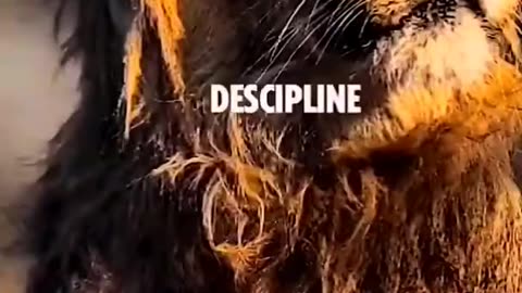 Lion motivational video