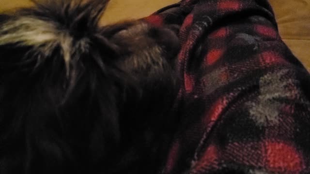Wire haired pointing griffon howling