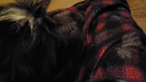 Wire haired pointing griffon howling