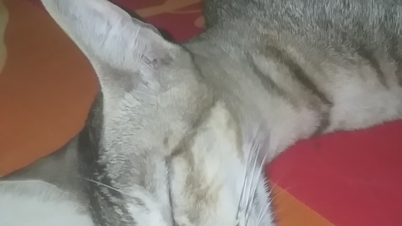 Funny little cats videos |cute animals cats