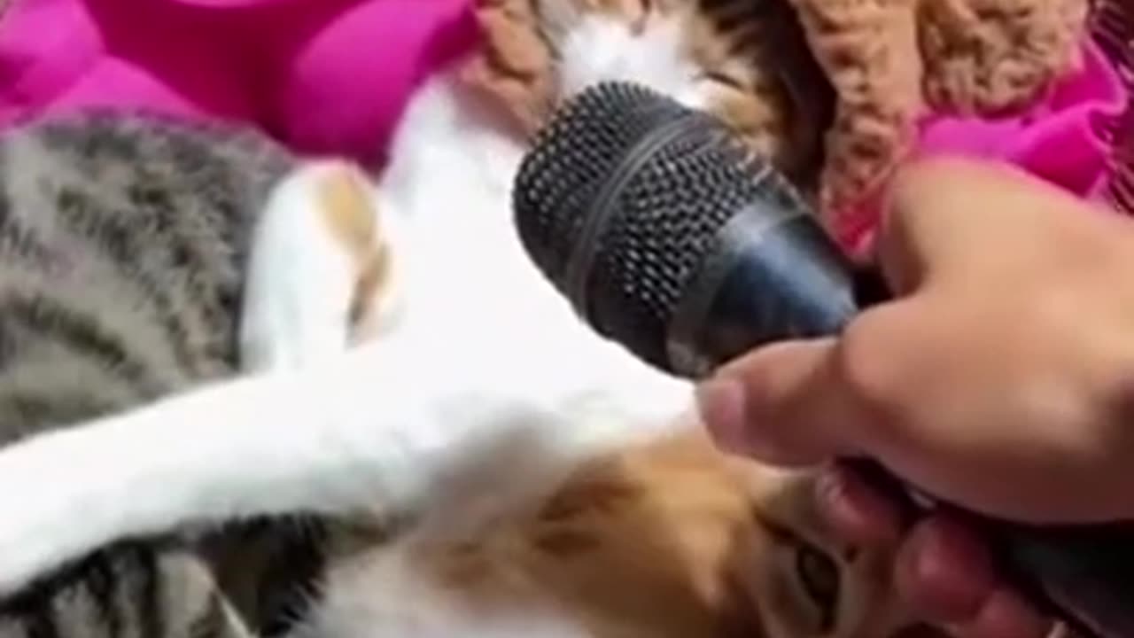 Funniest Cat And Dogs 😂 Funny Animal Videos 2022 #1
