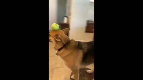 Funny animals video 🤣🤣😀😀 | Try not to laugh |