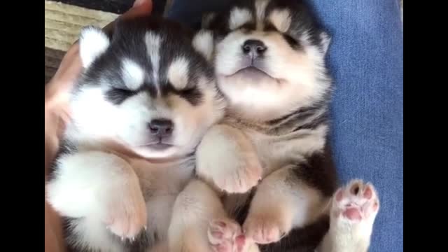 Two cute puppies