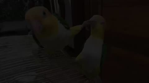 The FUNNIEST Parrots Best Compilation-Hackerwatching