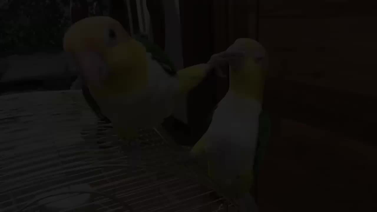 The FUNNIEST Parrots Best Compilation-Hackerwatching