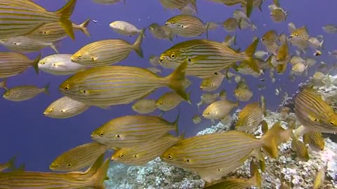Dive with beautiful fishes