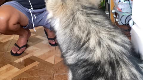 Husky Talks Back While Being Scolded