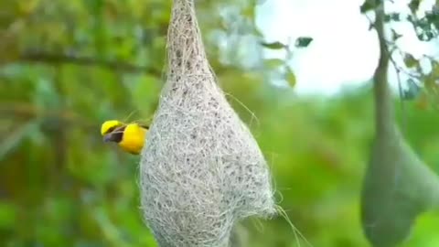bird nest like igoolo