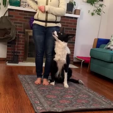 THE CUTEST PUPPIES IN THE WORLD IN 4K! Cute and Adorable! 🐶❤️Labrador and Golden Retriever!