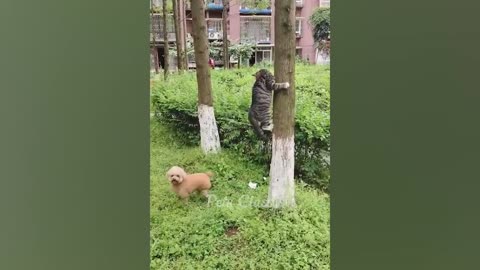 Funniest cats and dogs 2023🐈🐱😼😺😻🐕🐕🐕🐕‍🦺🦴